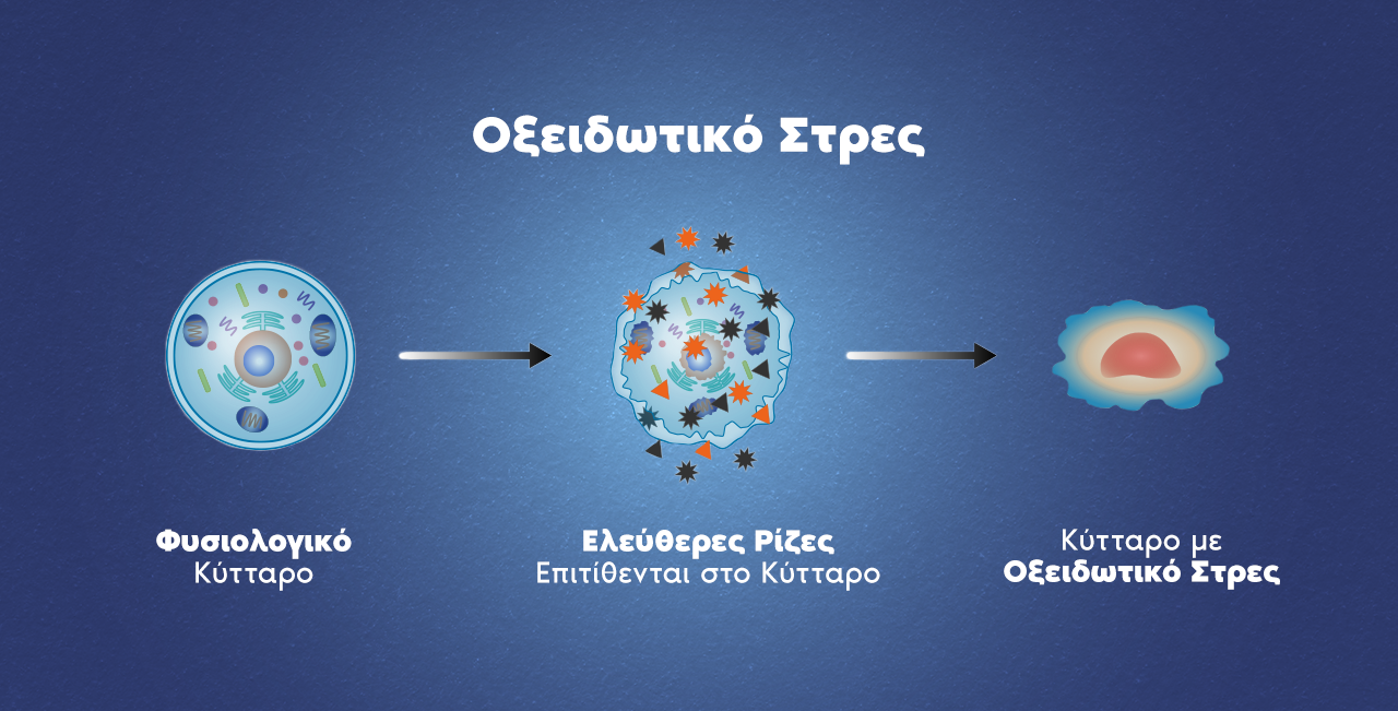 Οξειδωτικό στρες και η επίδρασή του στην ποιότητα του σπέρματος και την ανδρική γονιμότητα.
